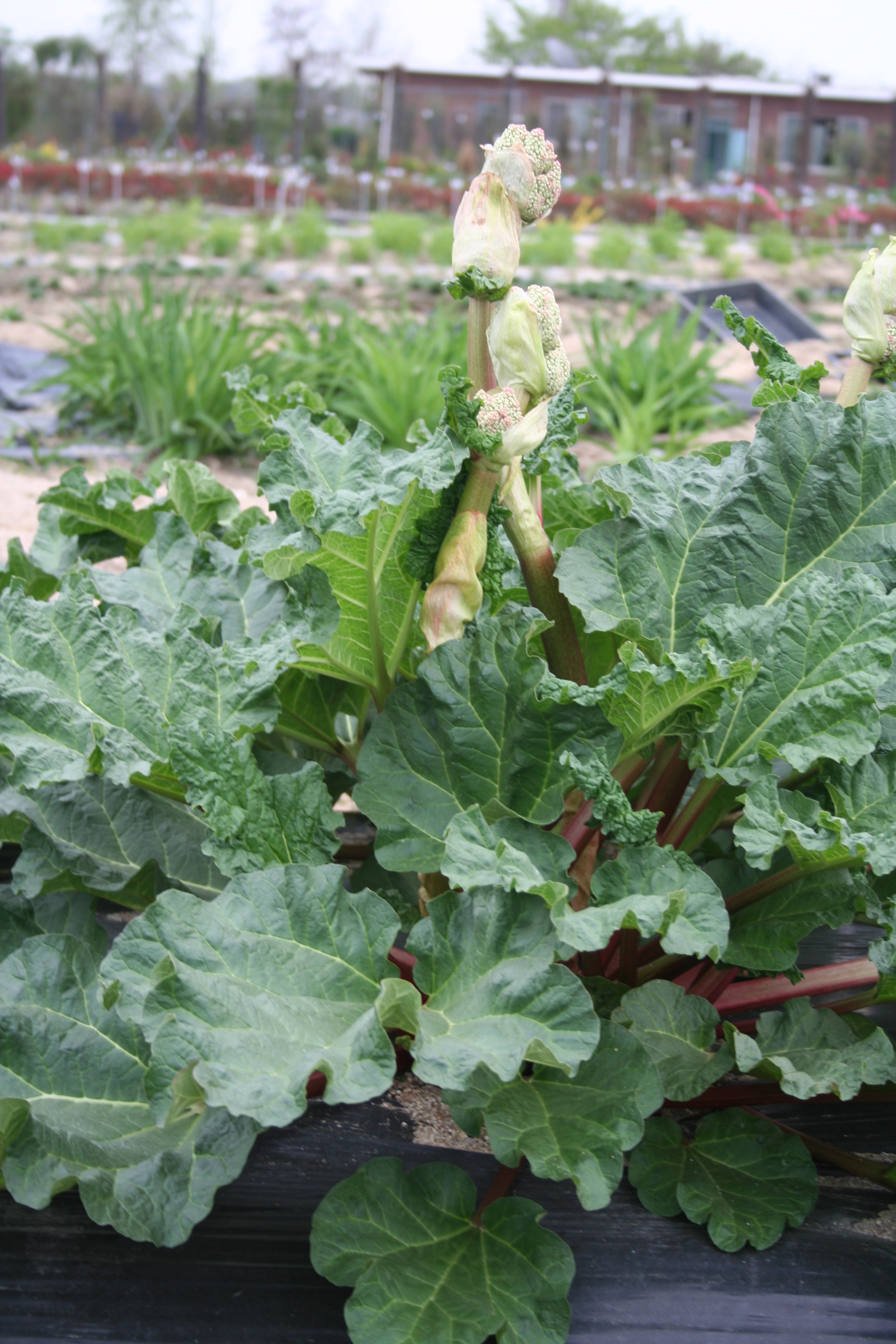 Rheum hybridum 'Valentine'